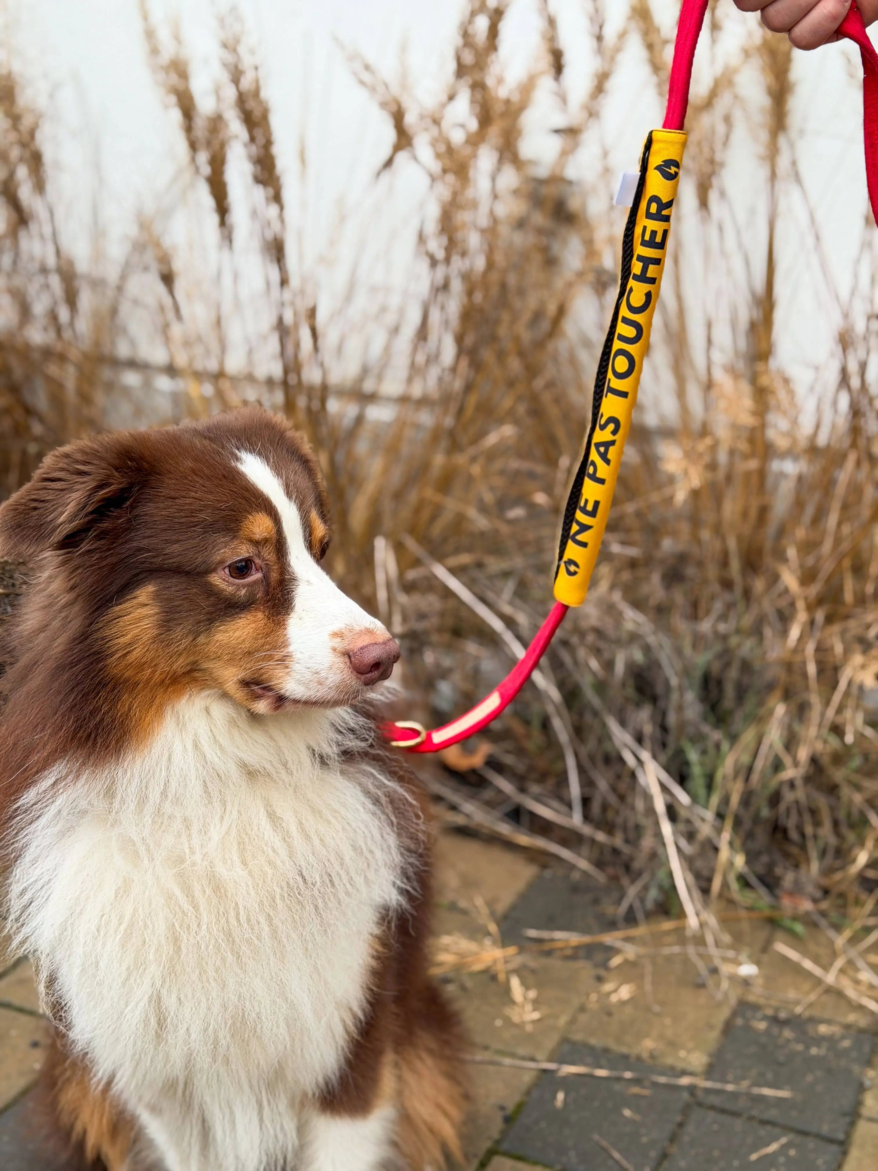 collier à led- clignotant ou lumière fixe motifs pattes de chien blanches sur bande rouge