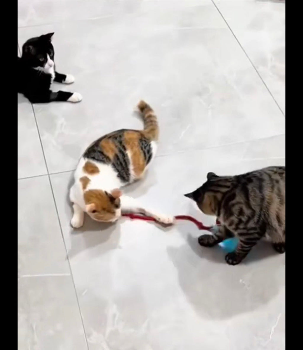 Jouet interactif Chat Pattes d'amour