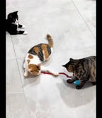 Jouet interactif Chat Pattes d'amour