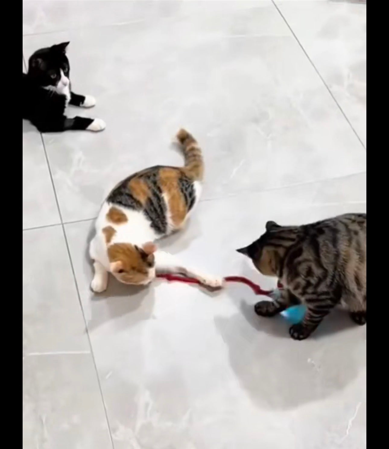 Jouet interactif Chat Pattes d'amour