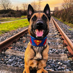Superdog Collar BESTIA